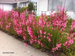 Watsonia hybrid 